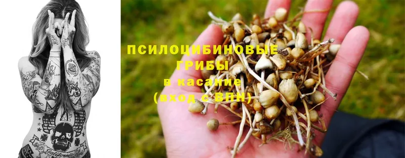 Псилоцибиновые грибы Psilocybe  Торжок 